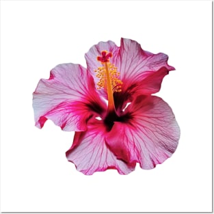 Pink Hibiscus flower art print Posters and Art